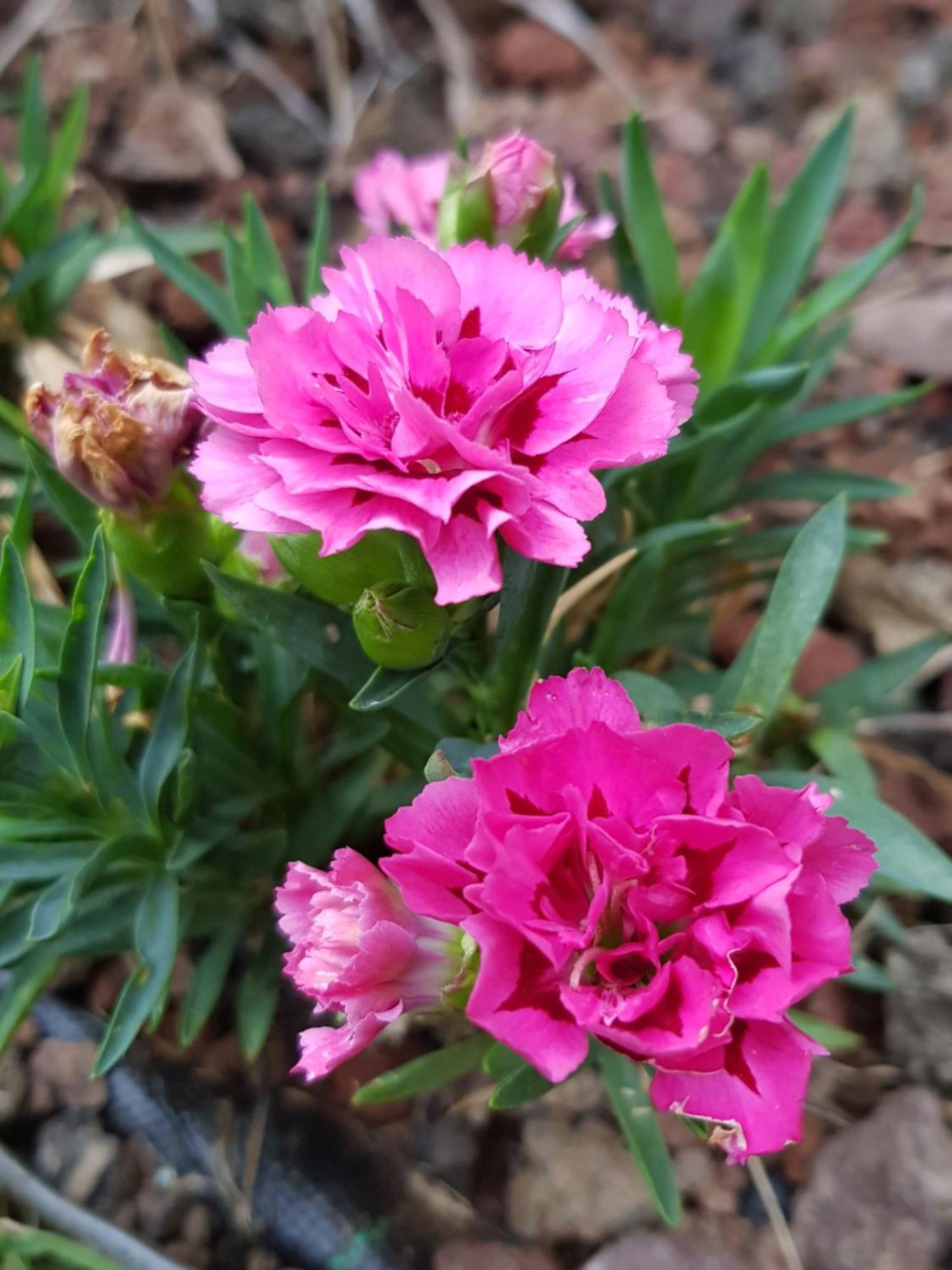 فيلا Nel Giardino Di Dafne ستريزا المظهر الخارجي الصورة